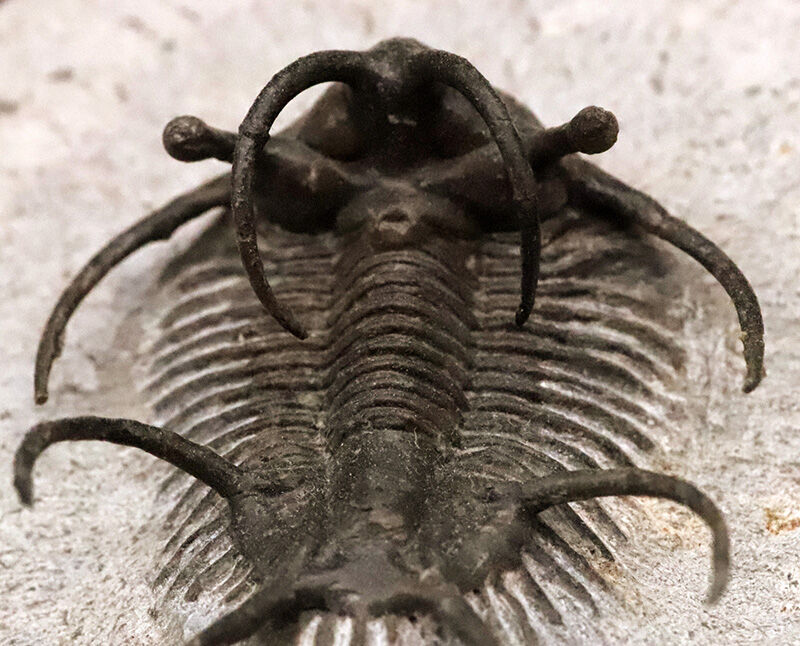 三葉虫コレクター垂涎の個体！モロッコ・デボン紀の花形三葉虫、セラタルゲス（Ceratarges spinosus）の極上個体（その4）