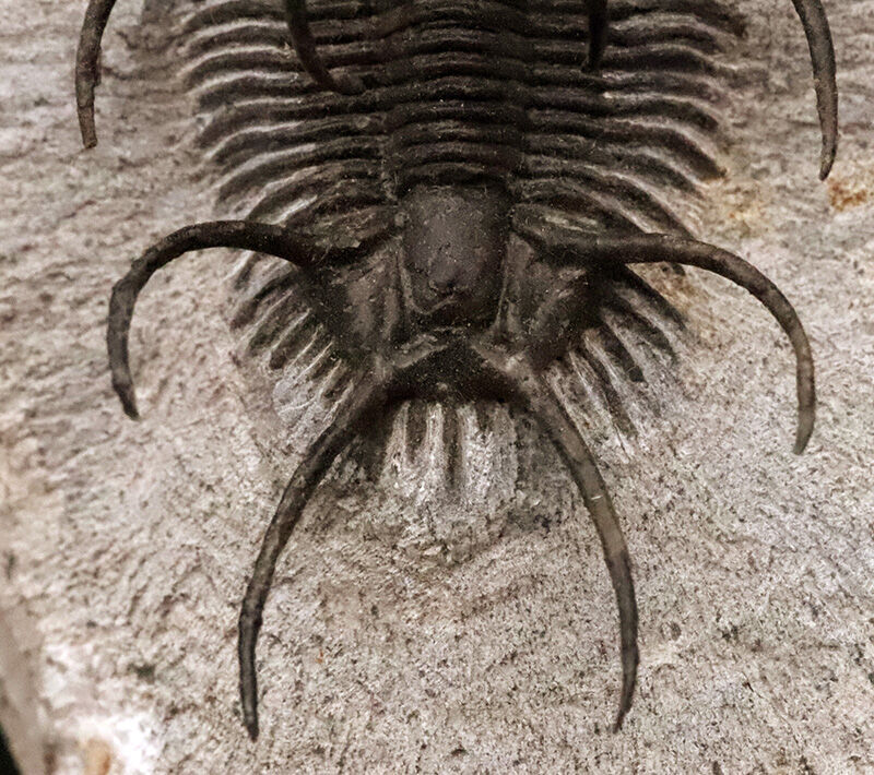 三葉虫コレクター垂涎の個体！モロッコ・デボン紀の花形三葉虫、セラタルゲス（Ceratarges spinosus）の極上個体（その5）