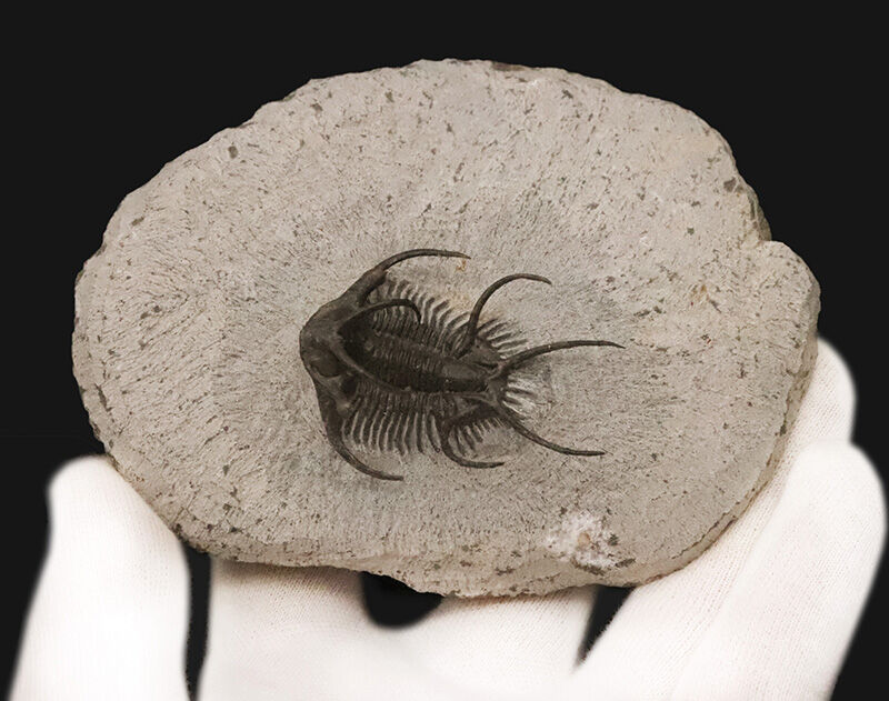 三葉虫コレクター垂涎の個体！モロッコ・デボン紀の花形三葉虫、セラタルゲス（Ceratarges spinosus）の極上個体（その6）