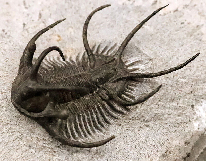 三葉虫コレクター垂涎の個体！モロッコ・デボン紀の花形三葉虫、セラタルゲス（Ceratarges spinosus）の極上個体（その7）