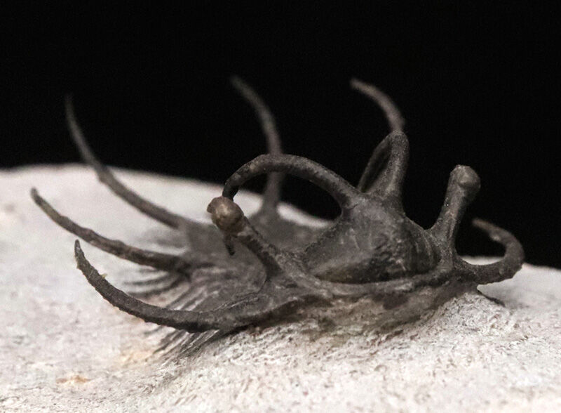 三葉虫コレクター垂涎の個体！モロッコ・デボン紀の花形三葉虫、セラタルゲス（Ceratarges spinosus）の極上個体（その8）