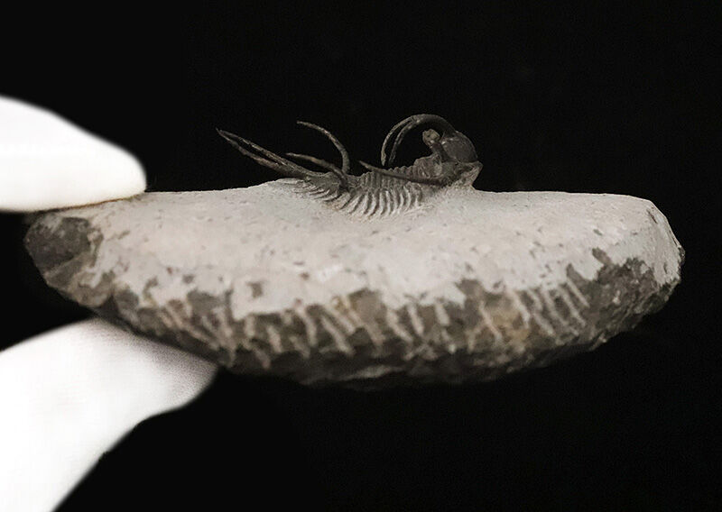 三葉虫コレクター垂涎の個体！モロッコ・デボン紀の花形三葉虫、セラタルゲス（Ceratarges spinosus）の極上個体（その9）