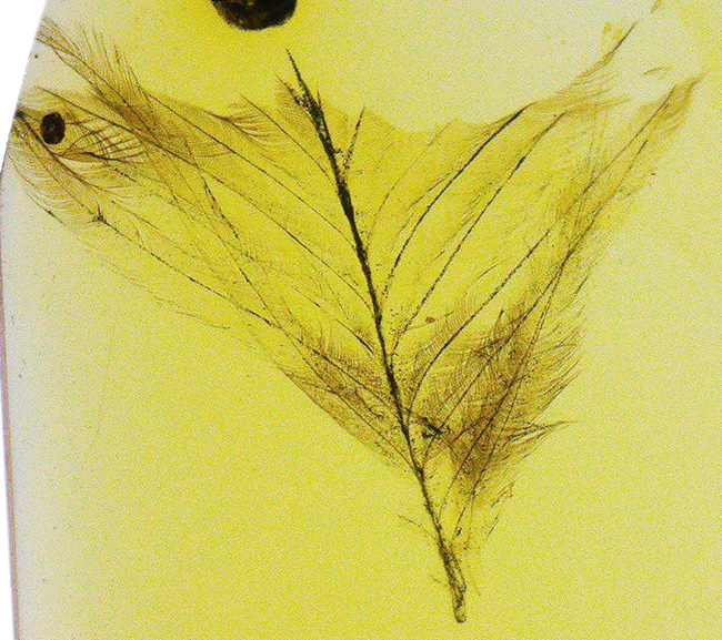 24ミリのロマンの塊！約1億年前の羽毛を内包したミャンマー琥珀・バーマイト（Burmite）（その1）