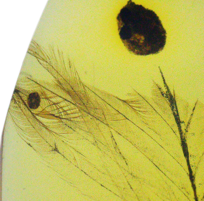 24ミリのロマンの塊！約1億年前の羽毛を内包したミャンマー琥珀・バーマイト（Burmite）（その3）