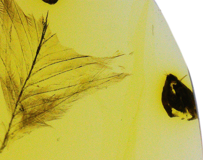 24ミリのロマンの塊！約1億年前の羽毛を内包したミャンマー琥珀・バーマイト（Burmite）（その4）