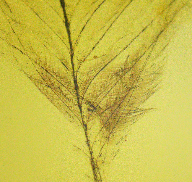 24ミリのロマンの塊！約1億年前の羽毛を内包したミャンマー琥珀・バーマイト（Burmite）（その5）