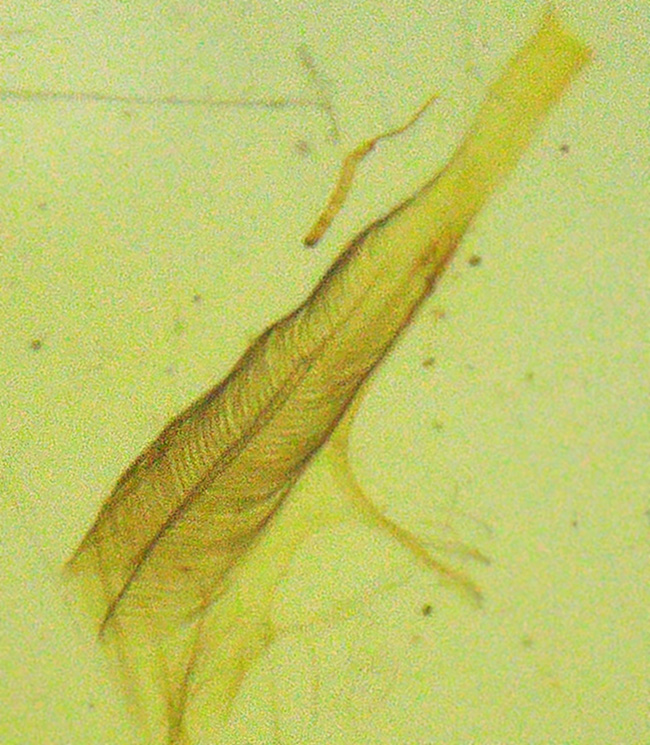 24ミリのロマンの塊！約1億年前の羽毛を内包したミャンマー琥珀・バーマイト（Burmite）（その6）