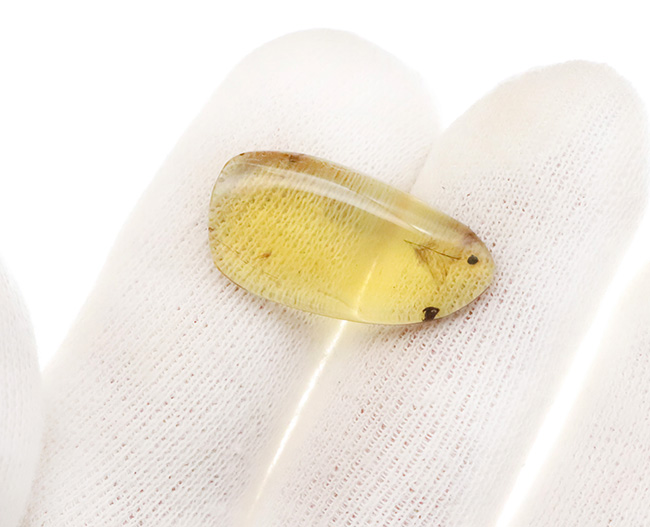 24ミリのロマンの塊！約1億年前の羽毛を内包したミャンマー琥珀・バーマイト（Burmite）（その7）