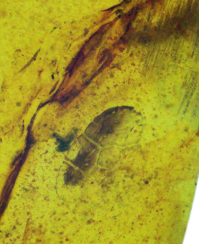 羽虫がくっきりと浮かび上がる、美しいミャンマー産琥珀、バーマイト