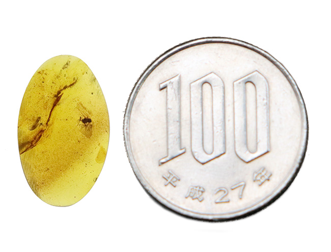 羽虫がくっきりと浮かび上がる、美しいミャンマー産琥珀、バーマイト