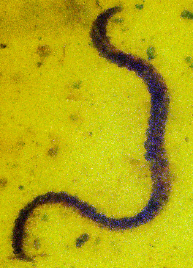 レア！白亜紀を這う「千の足」ヤスデを内包したミャンマー琥珀・バーマイト（Burmite）（その1）