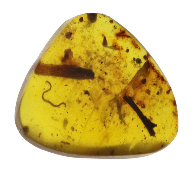 レア！白亜紀を這う「千の足」ヤスデを内包したミャンマー琥珀・バーマイト（Burmite）（その2）