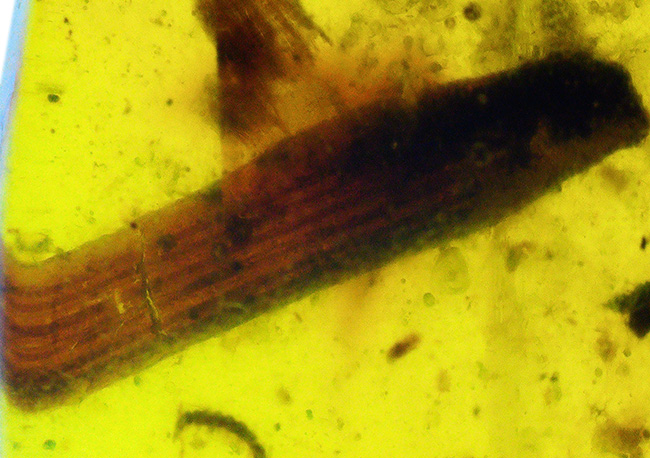 レア！白亜紀を這う「千の足」ヤスデを内包したミャンマー琥珀・バーマイト（Burmite）（その3）