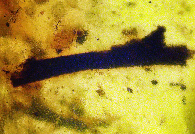 レア！白亜紀を這う「千の足」ヤスデを内包したミャンマー琥珀・バーマイト（Burmite）（その4）