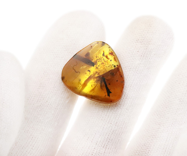 レア！白亜紀を這う「千の足」ヤスデを内包したミャンマー琥珀・バーマイト（Burmite）（その6）