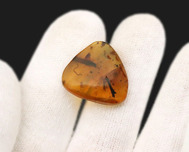 レア！白亜紀を這う「千の足」ヤスデを内包したミャンマー琥珀・バーマイト（Burmite）（その7）