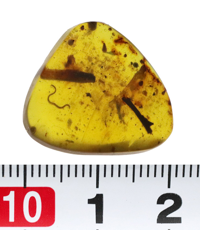 レア！白亜紀を這う「千の足」ヤスデを内包したミャンマー琥珀・バーマイト（Burmite）（その8）