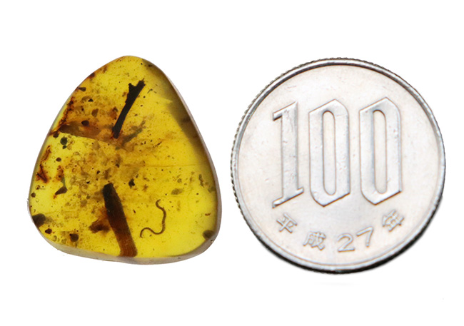 レア！白亜紀を這う「千の足」ヤスデを内包したミャンマー琥珀・バーマイト（Burmite）（その9）