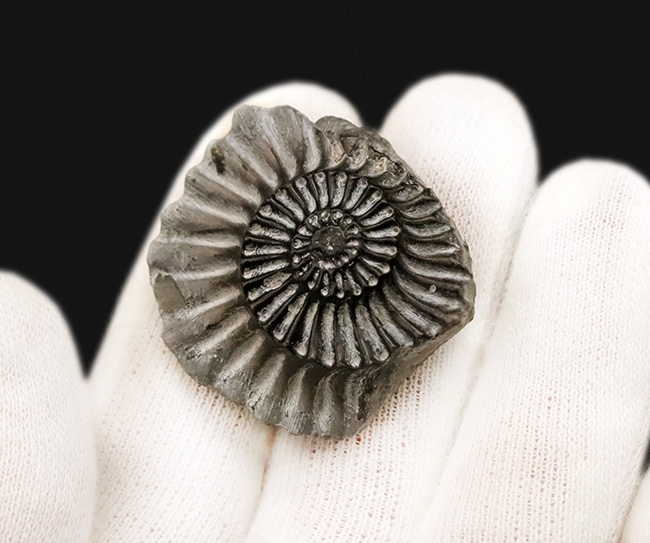 ドイツ・バイエルン州産プレユーロセラス（Pleuroceras）：鋭利な「肋」の造形と内部構造を同時にとらえる、ジュラ紀のネガポジ対標本（その5）