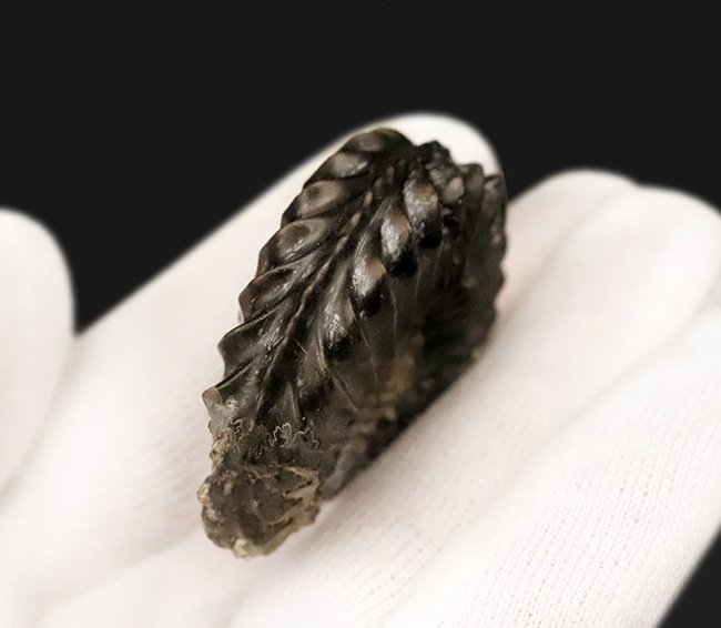 ドイツ・バイエルン州産プレユーロセラス（Pleuroceras）：鋭利な「肋」の造形と内部構造を同時にとらえる、ジュラ紀のネガポジ対標本（その6）
