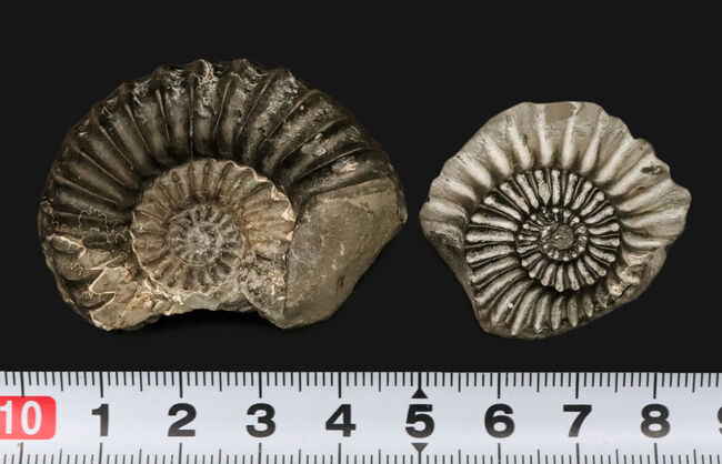 ドイツ・バイエルン州産プレユーロセラス（Pleuroceras）：鋭利な「肋」の造形と内部構造を同時にとらえる、ジュラ紀のネガポジ対標本（その9）