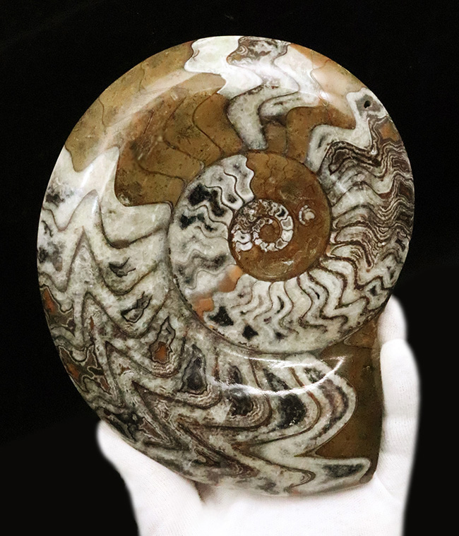 直径最大部15センチ超えのビッグ標本、しかも美しい模様を描く厳選美品！アンモナイトの祖先、ゴニアタイト（Goniatite）（その1）