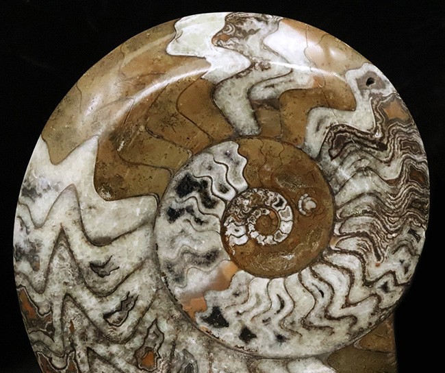 直径最大部15センチ超えのビッグ標本、しかも美しい模様を描く厳選美品！アンモナイトの祖先、ゴニアタイト（Goniatite）（その2）