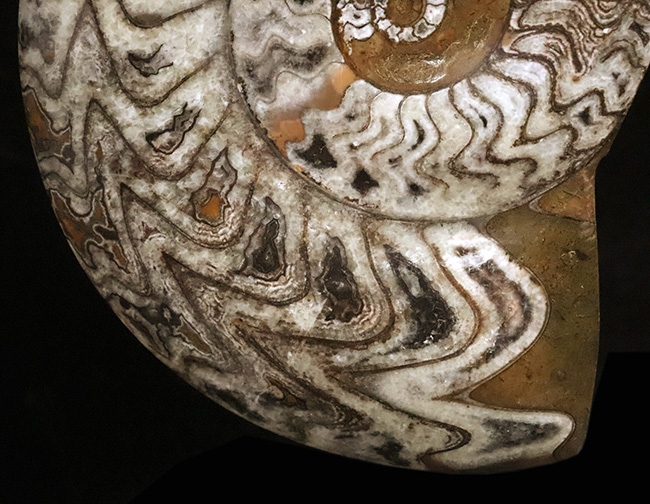 直径最大部15センチ超えのビッグ標本、しかも美しい模様を描く厳選美品！アンモナイトの祖先、ゴニアタイト（Goniatite）（その3）