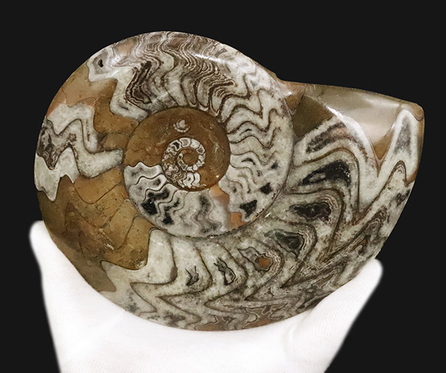 直径最大部15センチ超えのビッグ標本、しかも美しい模様を描く厳選美品！アンモナイトの祖先、ゴニアタイト（Goniatite）（その4）