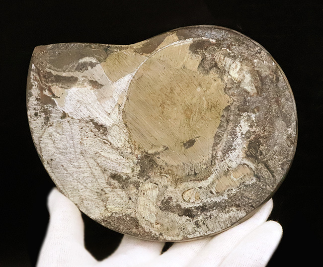 直径最大部15センチ超えのビッグ標本、しかも美しい模様を描く厳選美品！アンモナイトの祖先、ゴニアタイト（Goniatite）（その5）
