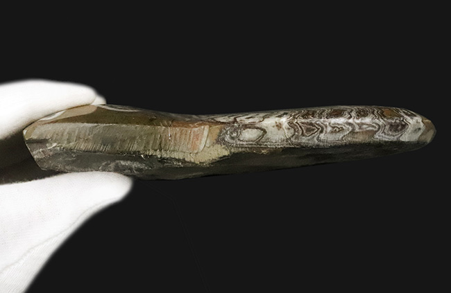 直径最大部15センチ超えのビッグ標本、しかも美しい模様を描く厳選美品！アンモナイトの祖先、ゴニアタイト（Goniatite）（その6）