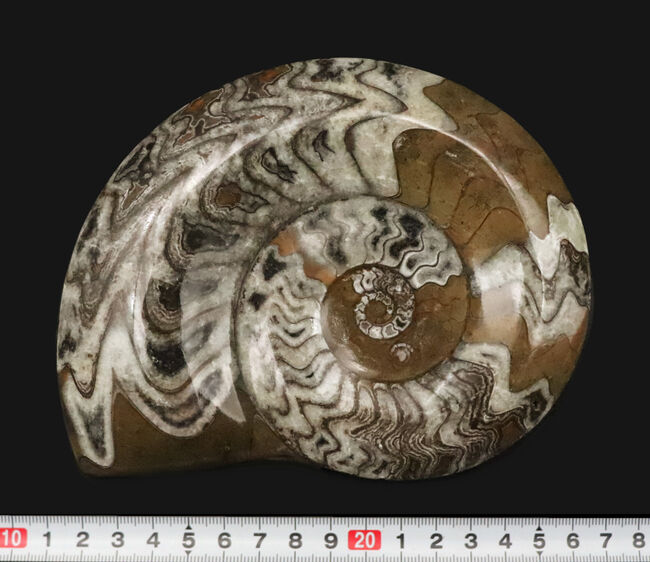 直径最大部15センチ超えのビッグ標本、しかも美しい模様を描く厳選美品！アンモナイトの祖先、ゴニアタイト（Goniatite）（その7）