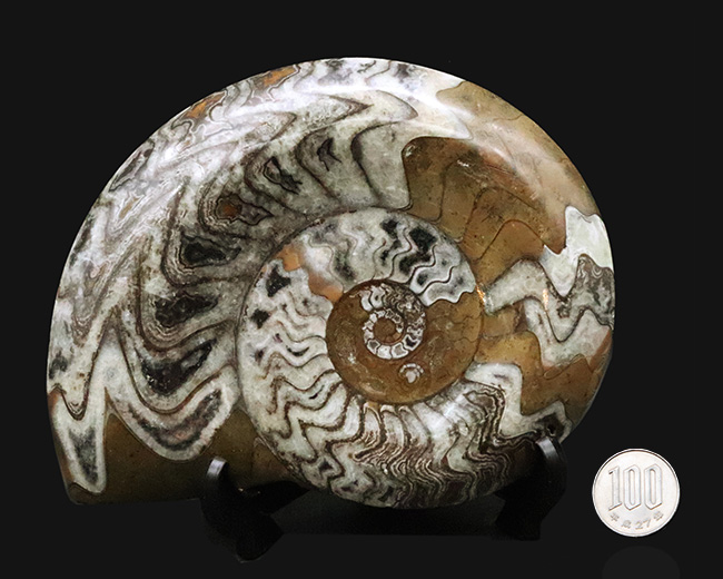 直径最大部15センチ超えのビッグ標本、しかも美しい模様を描く厳選美品！アンモナイトの祖先、ゴニアタイト（Goniatite）（その8）