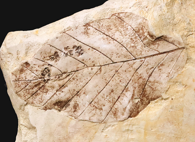 一千万年前の森の記憶を掌に……岩手県雫石産 葉脈鮮明な木の葉化石（炭質膜保存）（その1）