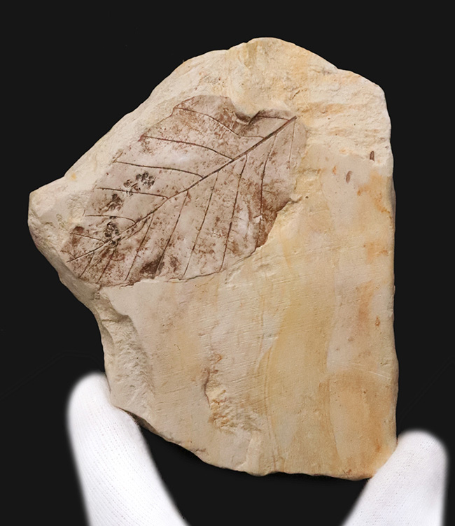 一千万年前の森の記憶を掌に……岩手県雫石産 葉脈鮮明な木の葉化石（炭質膜保存）（その2）