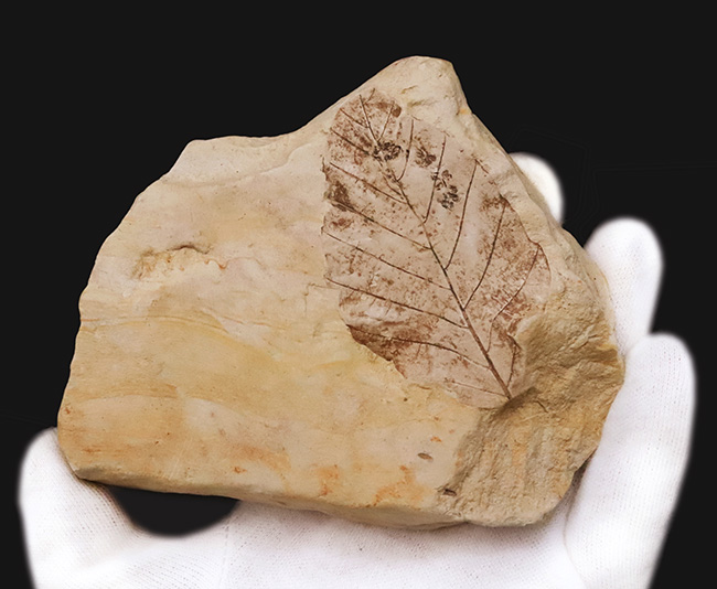 一千万年前の森の記憶を掌に……岩手県雫石産 葉脈鮮明な木の葉化石（炭質膜保存）（その3）