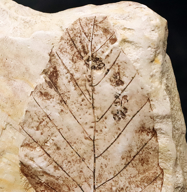 一千万年前の森の記憶を掌に……岩手県雫石産 葉脈鮮明な木の葉化石（炭質膜保存）（その4）