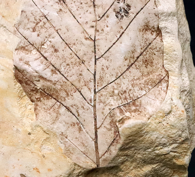一千万年前の森の記憶を掌に……岩手県雫石産 葉脈鮮明な木の葉化石（炭質膜保存）（その5）