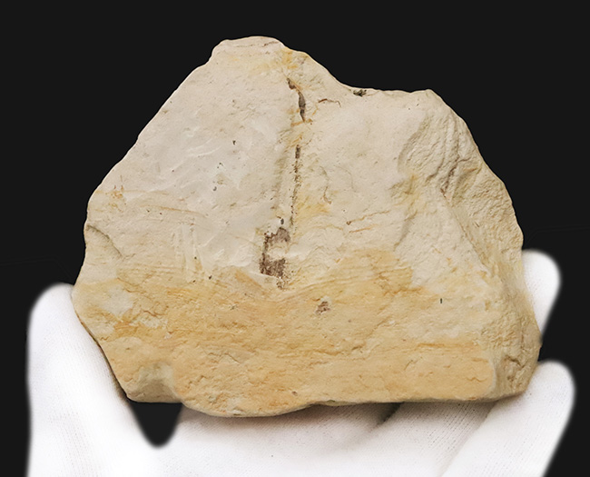 一千万年前の森の記憶を掌に……岩手県雫石産 葉脈鮮明な木の葉化石（炭質膜保存）（その6）