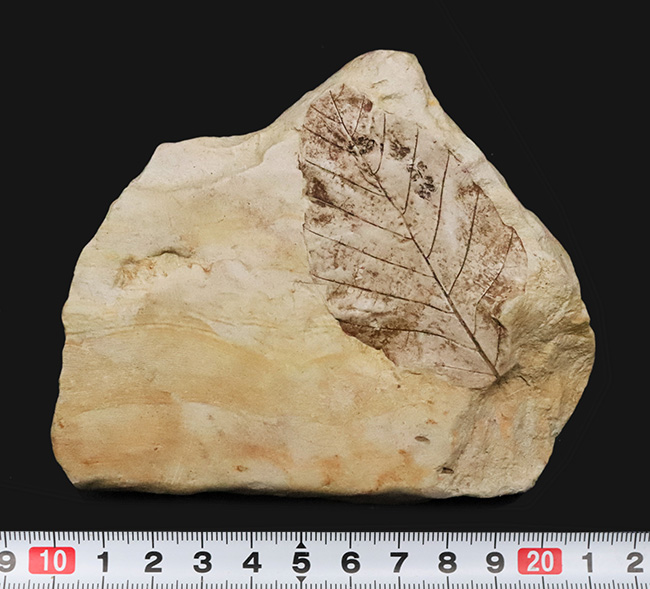 一千万年前の森の記憶を掌に……岩手県雫石産 葉脈鮮明な木の葉化石（炭質膜保存）（その8）