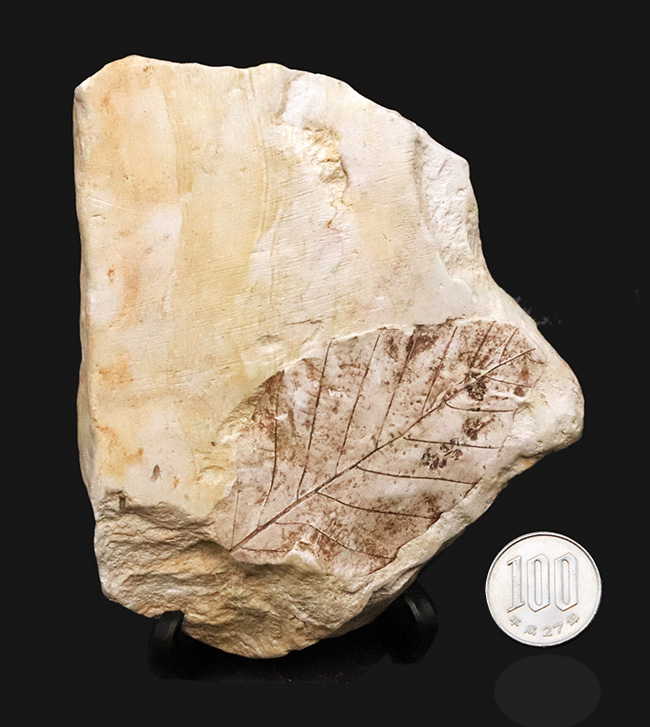 一千万年前の森の記憶を掌に……岩手県雫石産 葉脈鮮明な木の葉化石（炭質膜保存）（その9）