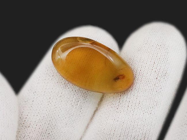 虫を内包……高い透明度、美しい飴色を呈する、白亜紀中期のミャンマー産琥珀「バーマイト（Burmite）」（その3）