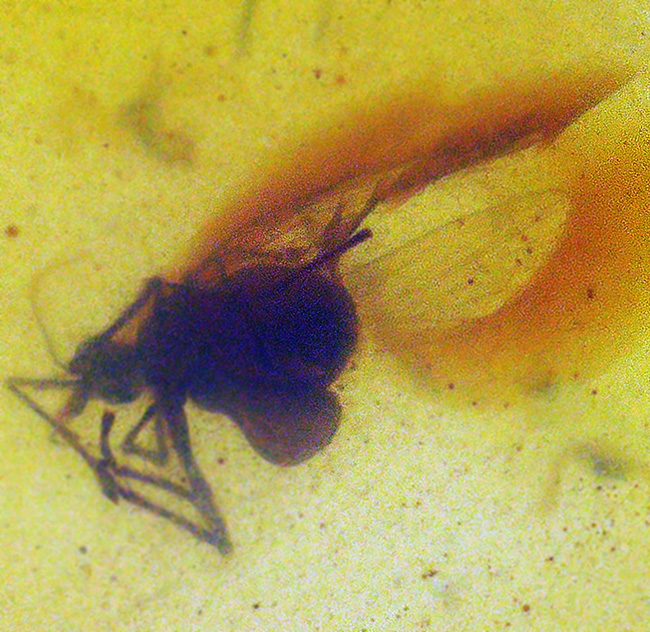 虫を内包……高い透明度、美しい飴色を呈する、白亜紀中期のミャンマー産琥珀「バーマイト（Burmite）」（その6）