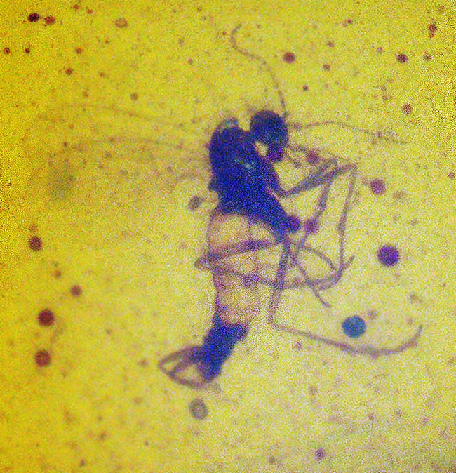 虫を内包……高い透明度、美しい飴色を呈する、白亜紀中期のミャンマー産琥珀「バーマイト（Burmite）」（その7）