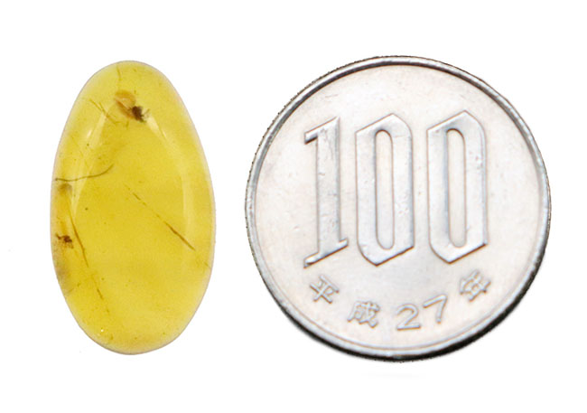 虫を内包……高い透明度、美しい飴色を呈する、白亜紀中期のミャンマー産琥珀「バーマイト（Burmite）」（その9）