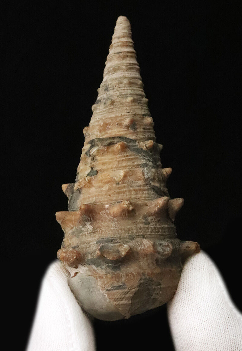状態、サイズともに一級。聖地・岡山県奈義町柿産ヤマトビカリア（Vicarya callosa japonica）の美しい立体化石（その1）