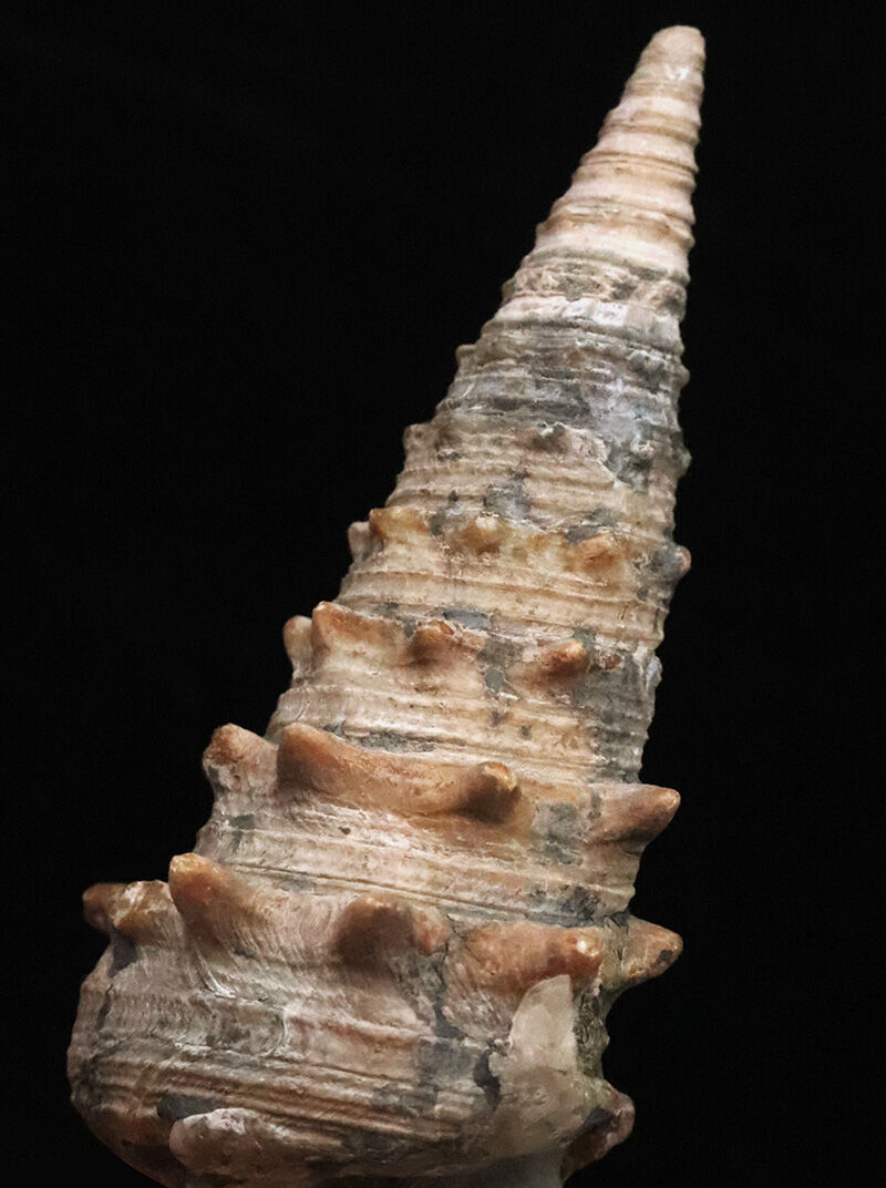 状態、サイズともに一級。聖地・岡山県奈義町柿産ヤマトビカリア（Vicarya callosa japonica）の美しい立体化石（その2）