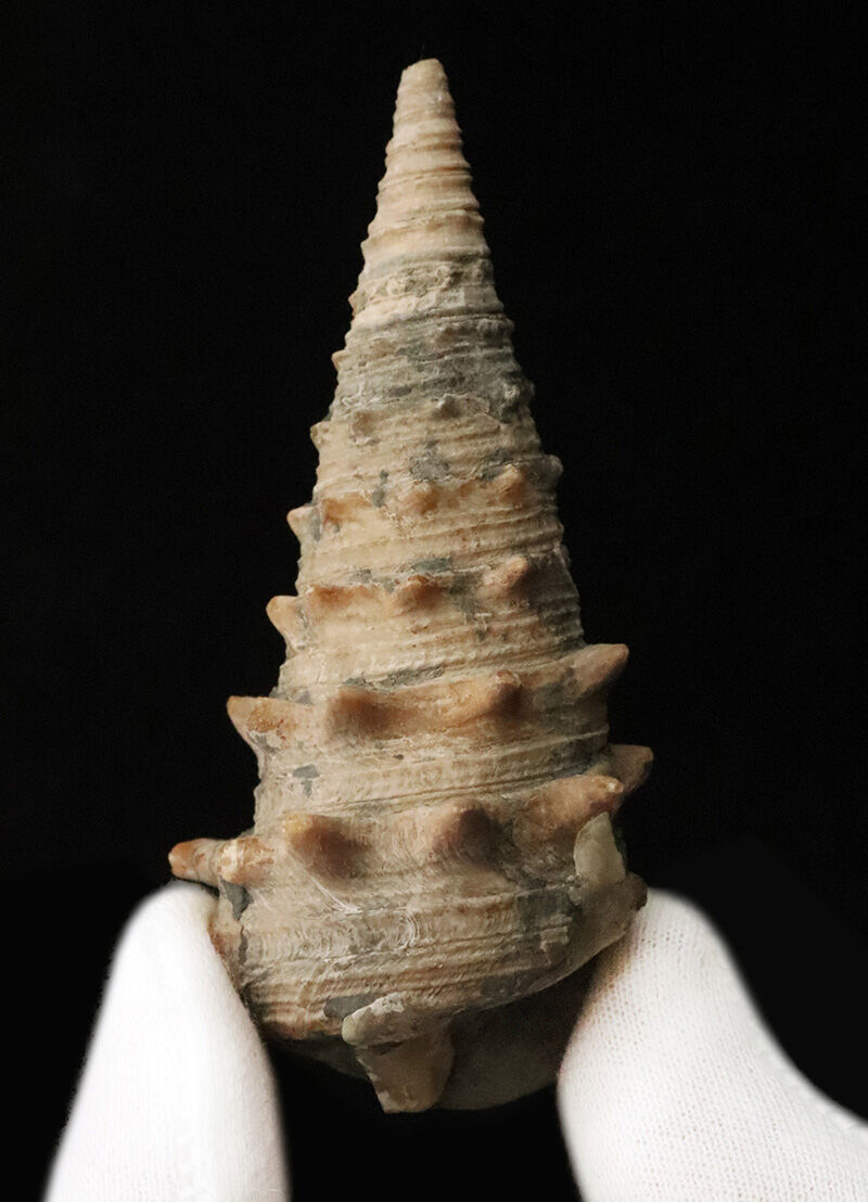 状態、サイズともに一級。聖地・岡山県奈義町柿産ヤマトビカリア（Vicarya callosa japonica）の美しい立体化石（その3）