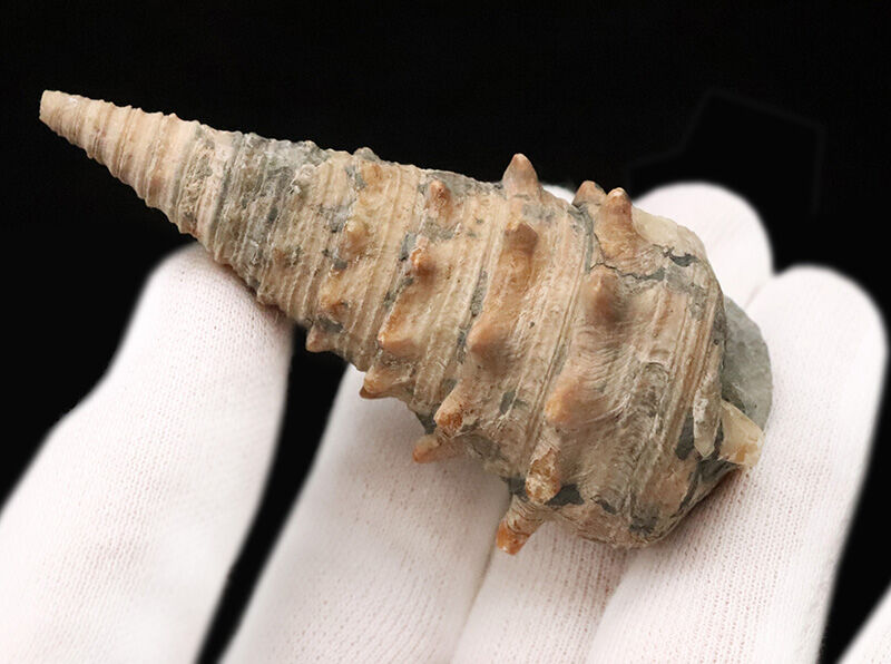 状態、サイズともに一級。聖地・岡山県奈義町柿産ヤマトビカリア（Vicarya callosa japonica）の美しい立体化石（その4）