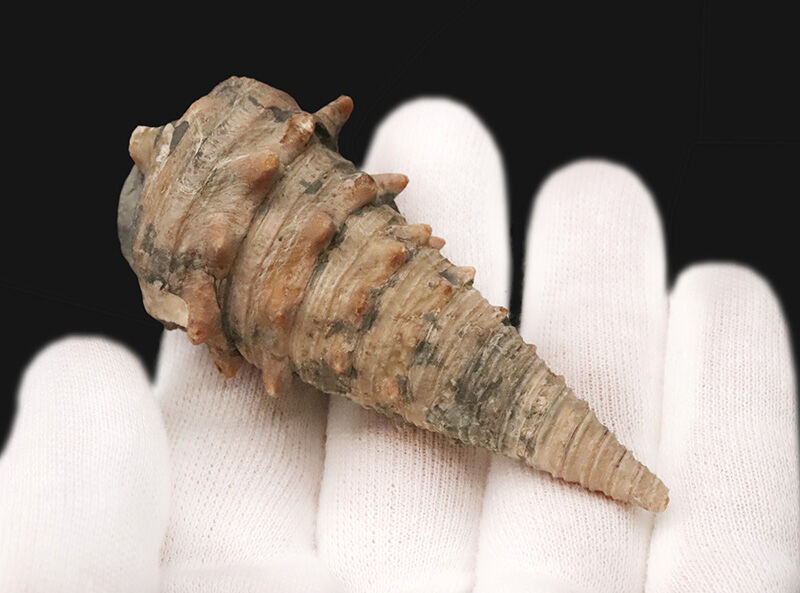 状態、サイズともに一級。聖地・岡山県奈義町柿産ヤマトビカリア（Vicarya callosa japonica）の美しい立体化石（その5）